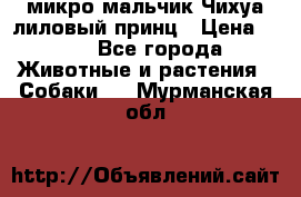 микро мальчик Чихуа лиловый принц › Цена ­ 90 - Все города Животные и растения » Собаки   . Мурманская обл.